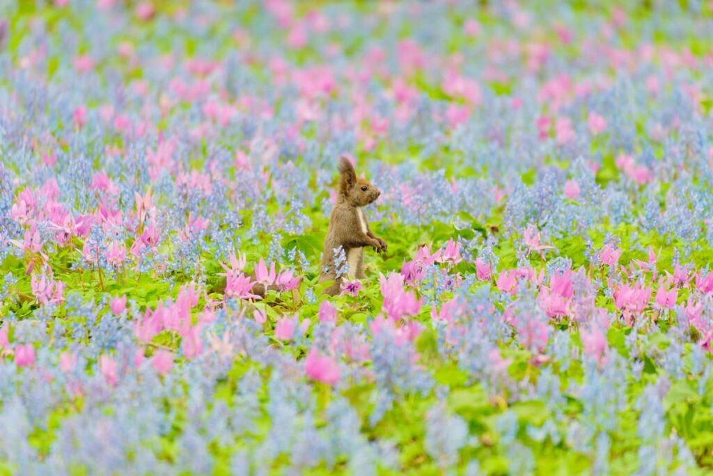 花畑の中にいるエゾリス