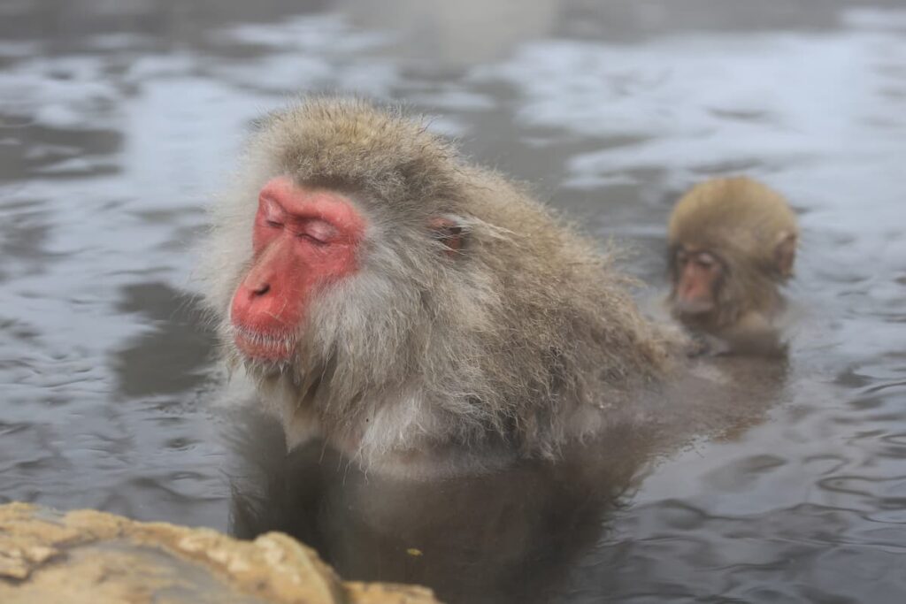 温泉で温まる猿の親子